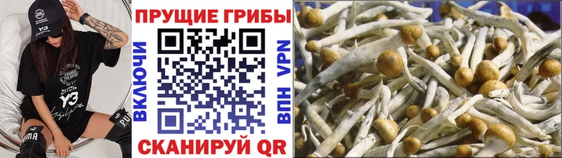 где купить наркоту  Козловка  ссылка на мегу ССЫЛКА  Галлюциногенные грибы прущие грибы 